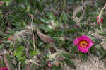 Paraguayan purslane